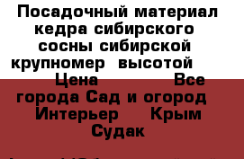 Посадочный материал кедра сибирского (сосны сибирской) крупномер, высотой 3-3.5  › Цена ­ 19 800 - Все города Сад и огород » Интерьер   . Крым,Судак